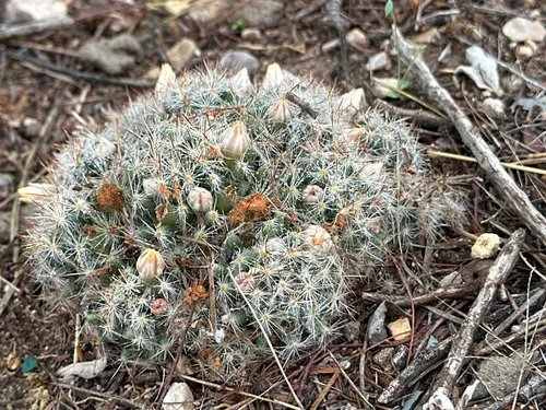 Texas Nipple Cactus — photo by Rosario