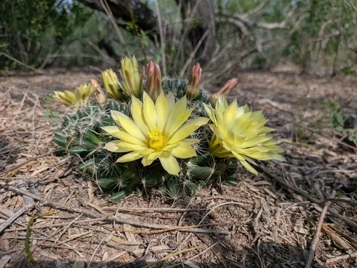 Longmamma Nipple Cactus — photo by Michael Orgill