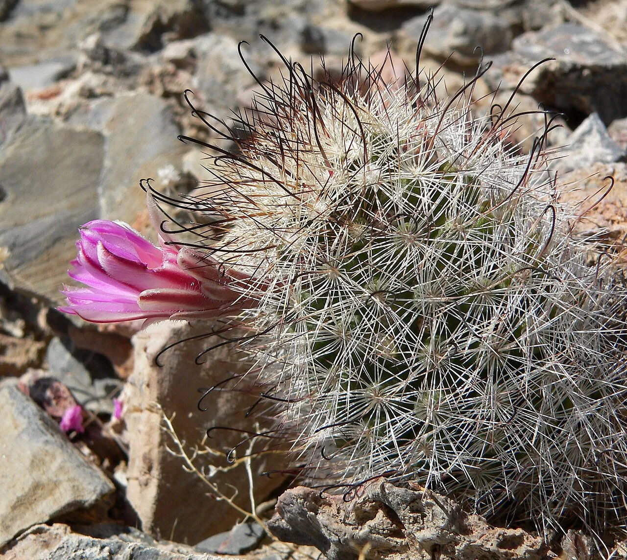 Common Fishhook Cactus