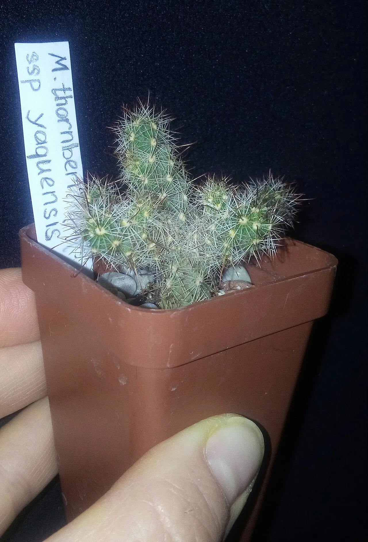 Thornber's Nipple Cactus — photo by Irina UA