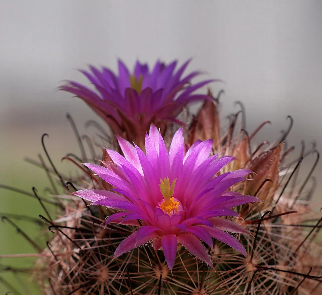 Wilcox's Nipple Cactus (var. wilcoxii) — photo by Dornenwolf from Deutschland