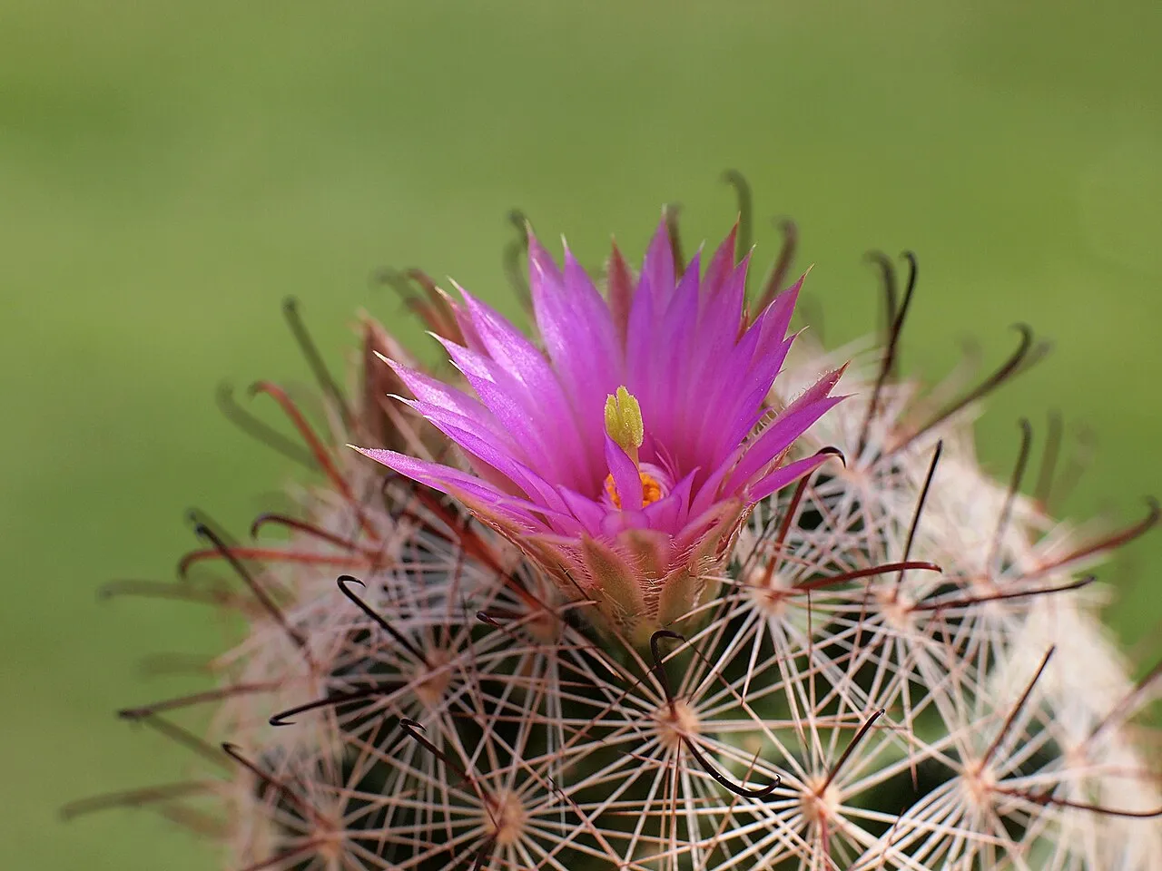 Wright's Nipple Cactus — photo by Dornenwolf from Deutschland