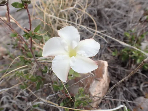 Huachuca Mountain Rocktrumpet