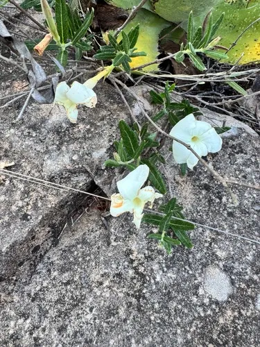 Davis Mountain Rocktrumpet — photo by andreaap-rm