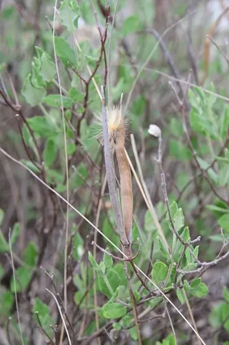 Plateau Rocktrumpet