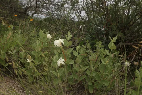 Plateau Rocktrumpet