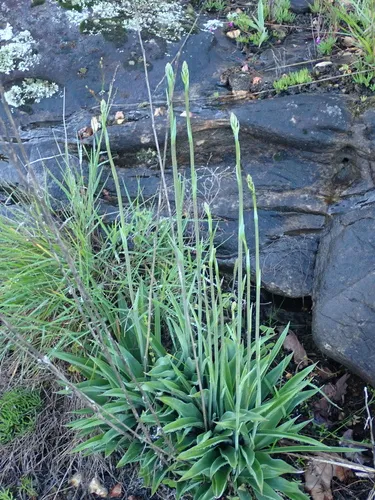 False Aloe