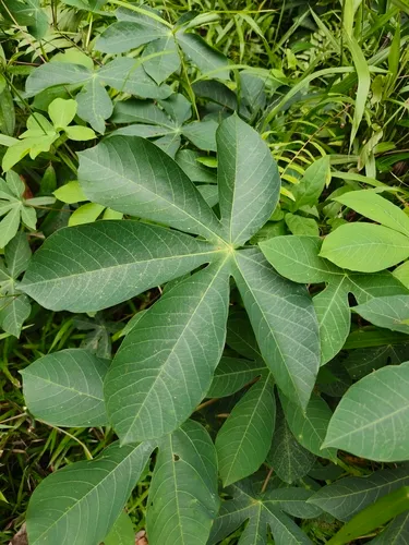 Manihot carthagenensis