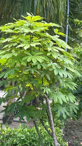 Cassava