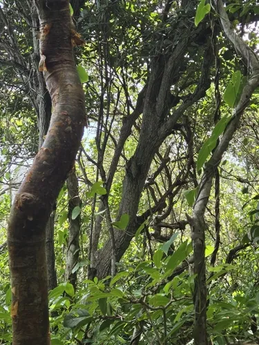 Zapote De Costa