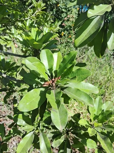 Sapodilla