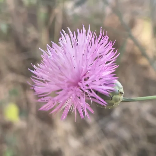 Dagger Flower — photo by Juan Martínez Reina