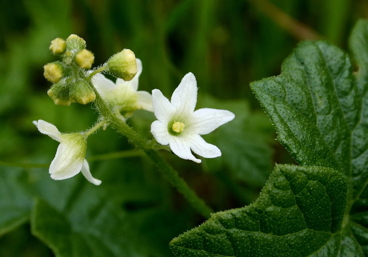 California Manroot