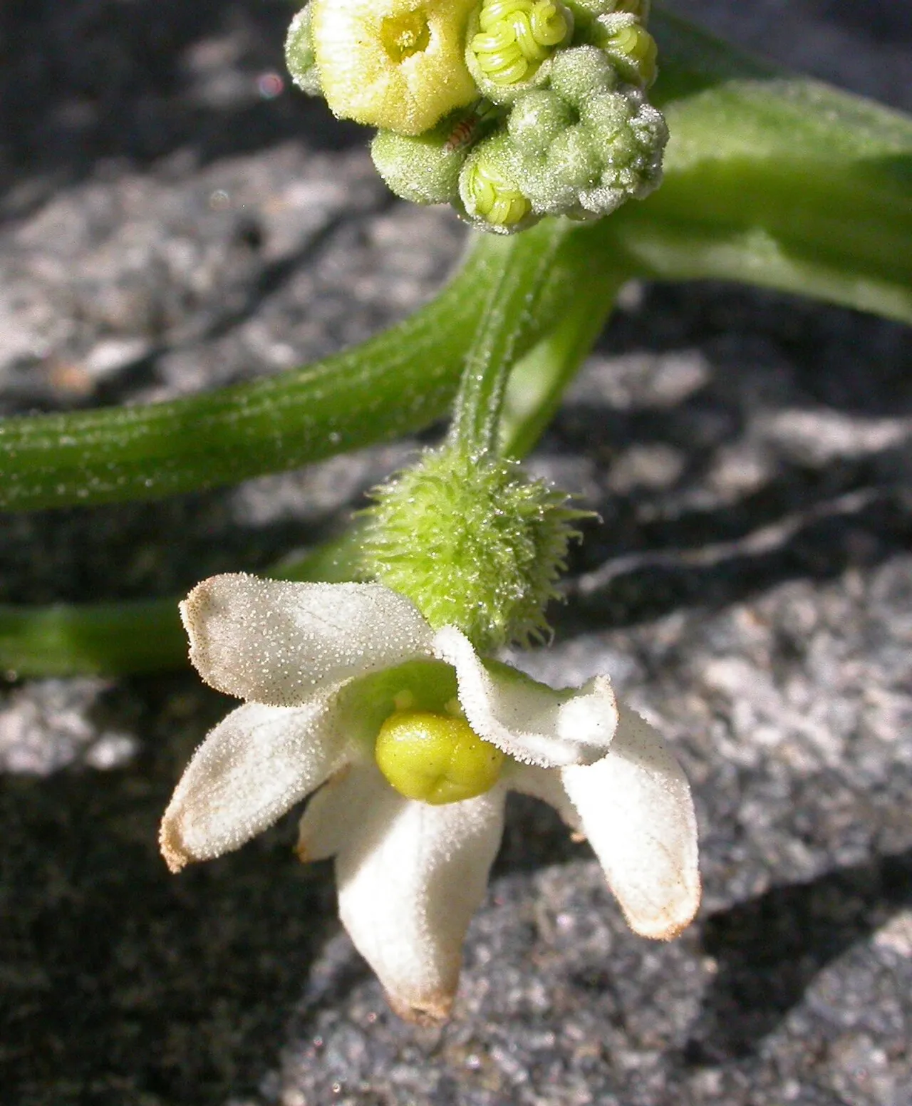 Cucamonga Manroot