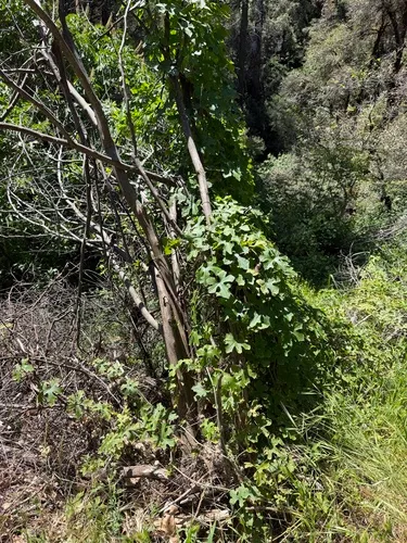 Taw Manroot