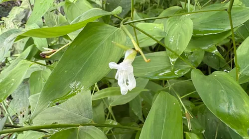 Arrowroot