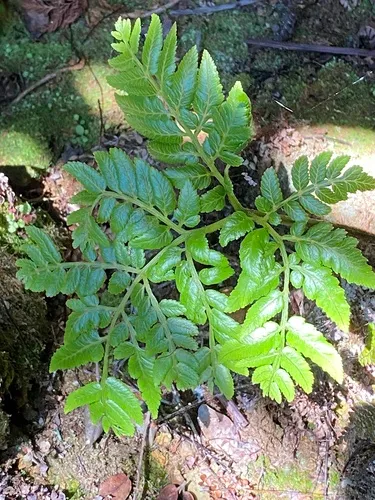 Hawai'i Potato Fern