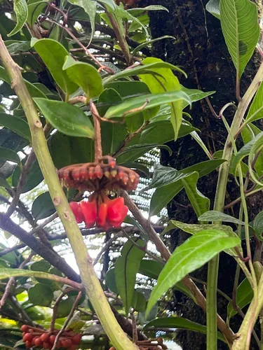 Shingleplant