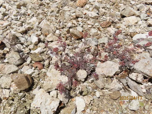 Sonoran False Prairie-clover