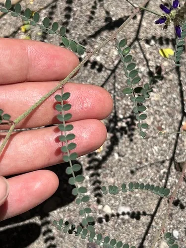 Parry's False Prairie-clover