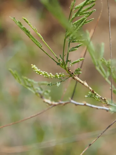 Milfoil Wattle — photo by Liam Conley