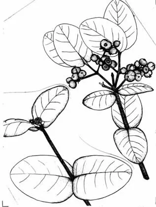 Beruquillo — photo by USDA Forest Service Collection