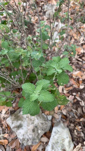 Horehound — photo by Fizard
