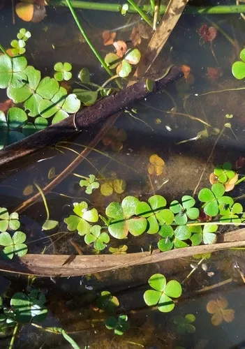 Tropical Waterclover