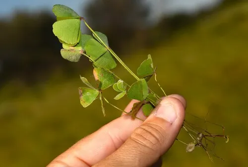 Rough Waterclover — photo by Nick Lambert