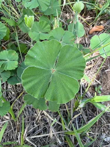 Bigfoot Waterclover