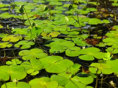 Chihuahuan Waterclover