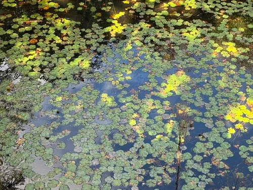 Australian Water-Clover — photo by Emmett Weatherford