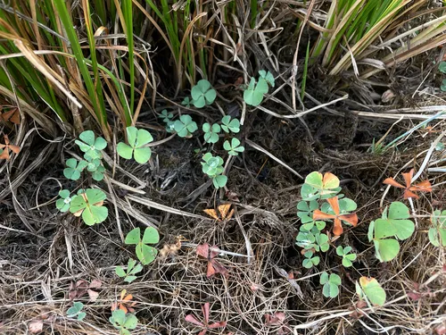 Pacific Waterclover