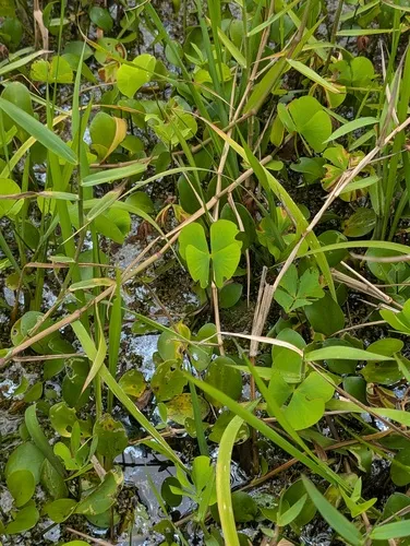 Guayanan Waterclover — photo by Guillaume Léotard
