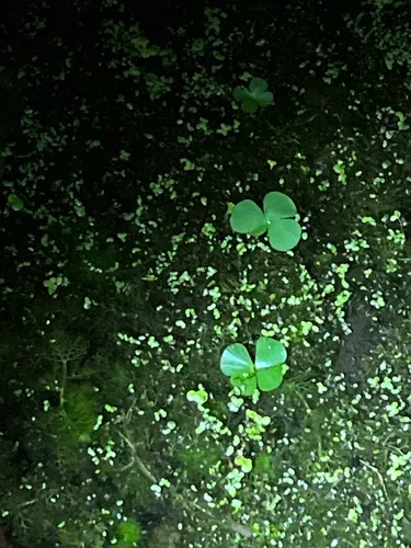 European Waterclover