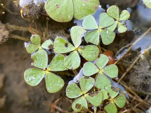 Hairy Waterclover