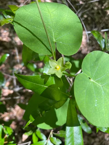 Alabama Milkvine