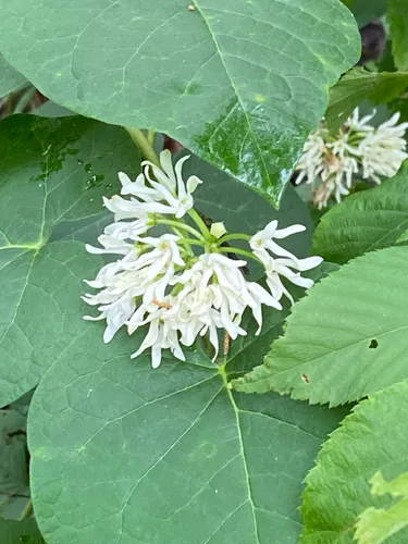 Baldwin's Milkvine