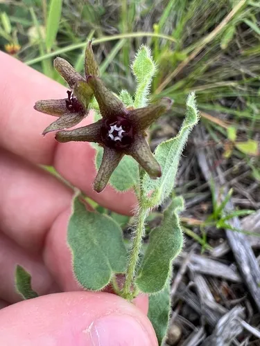 Star Milkvine — photo by Caleb Helsel