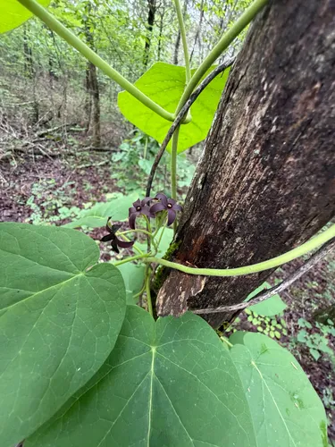 Maroon Carolina Milkvine — photo by Wes