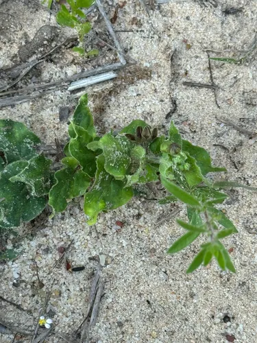 Prairie Milkvine — photo by Chet Burrier