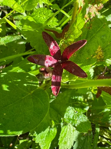 Oldfield Milkvine — photo by Cheryl Rosenfeld