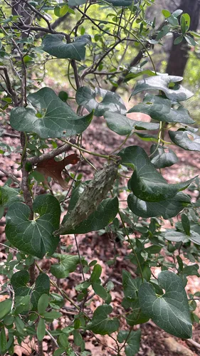 Plateau Milkvine — photo by gardenhen