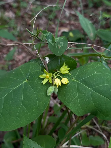 Yellow Carolina Milkvine — photo by Brandon Fountain