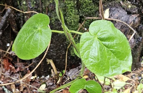 Climbing Milkvine — photo by Christopher Evans