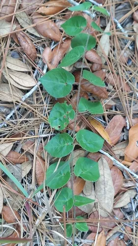 Trailing Milkvine — photo by Athena Philips
