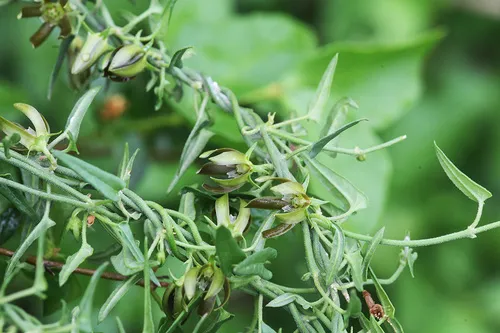 Falfurrias Milkvine — photo by Steve Bentsen