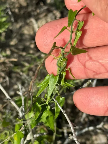 Arrowleaf Milkvine