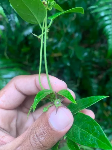 Sintenis' Milkvine — photo by Erid Román-Rosario
