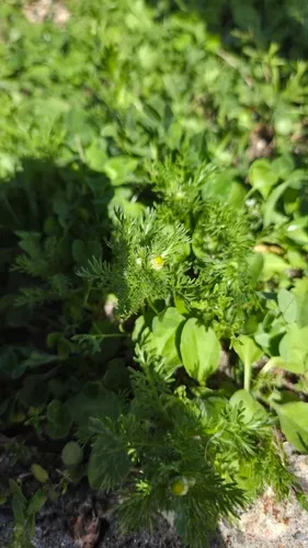 Disc Mayweed